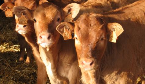 veaux limousins